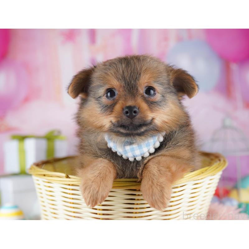 販売中の千葉県のポメチワ:ポメラニアン×チワワ-443285の6枚目