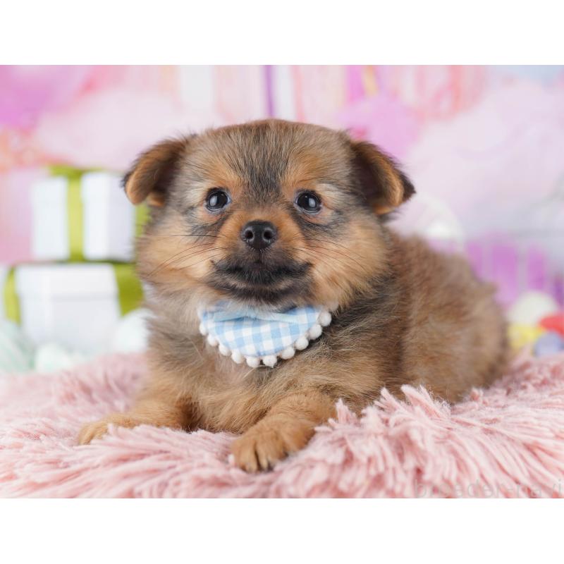 販売中の千葉県のポメチワ:ポメラニアン×チワワ-443285の5枚目