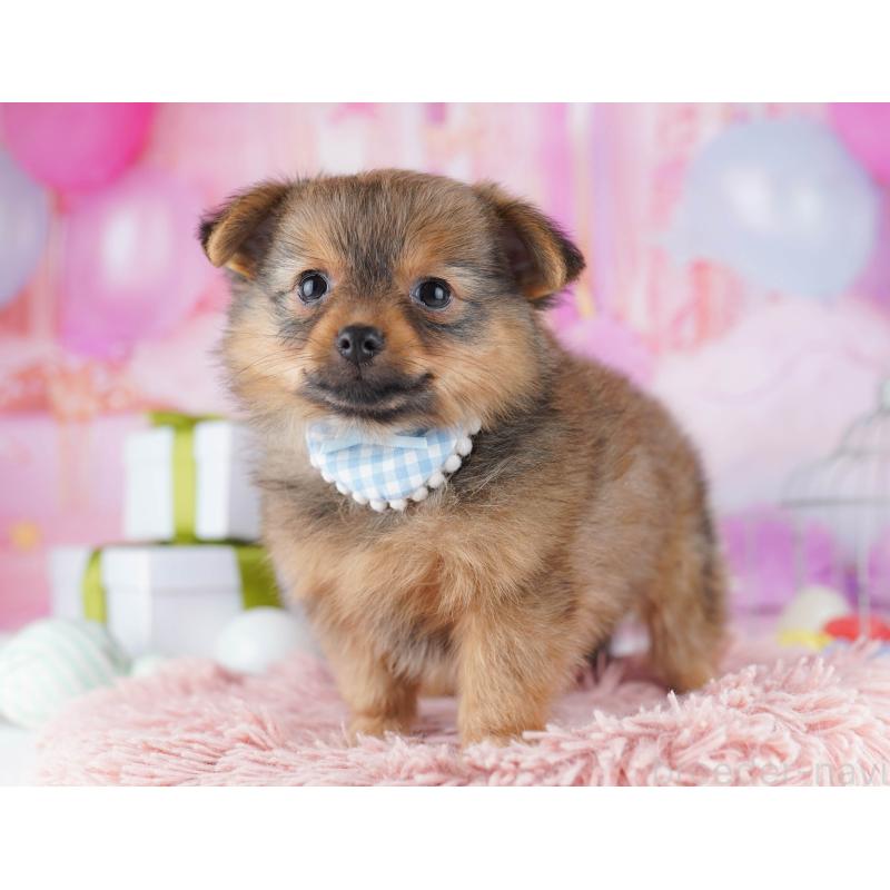 販売中の千葉県のポメチワ:ポメラニアン×チワワ-443285の4枚目