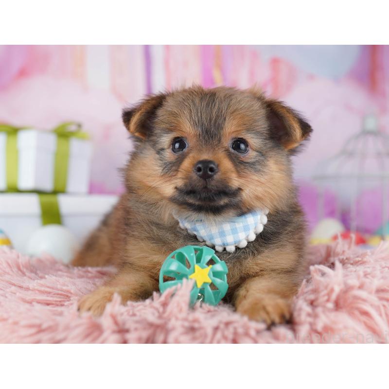 販売中の千葉県のポメチワ:ポメラニアン×チワワ-443285の3枚目