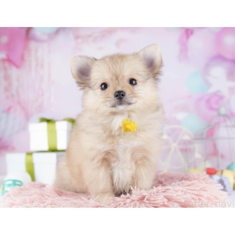 販売中の千葉県のポメチワ:ポメラニアン×チワワ-443288の1枚目