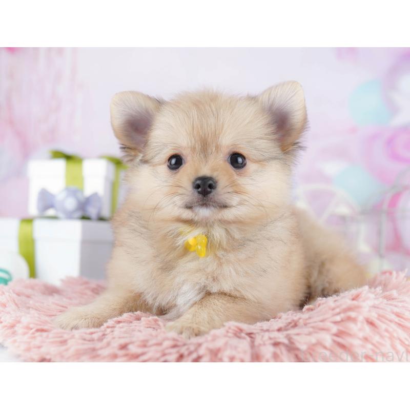 販売中の千葉県のポメチワ:ポメラニアン×チワワ-443288の11枚目