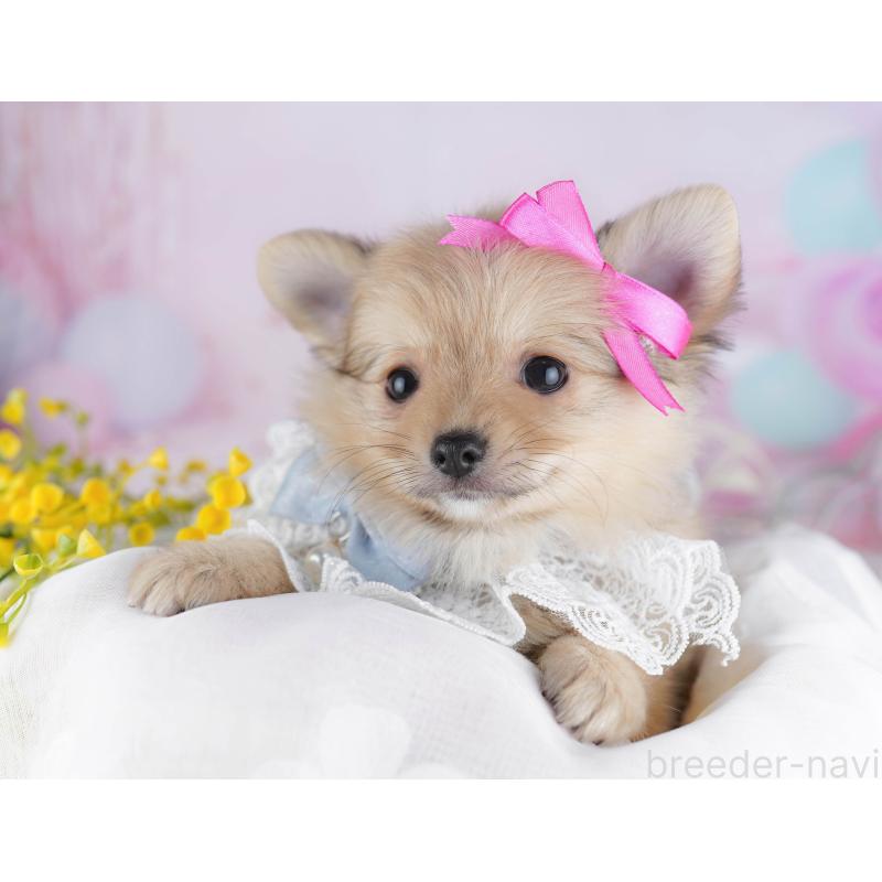 販売中の千葉県のポメチワ:ポメラニアン×チワワ-443288の10枚目