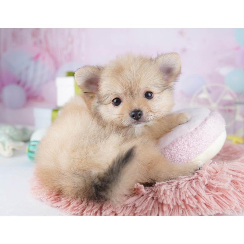 販売中の千葉県のポメチワ:ポメラニアン×チワワ-443288の9枚目