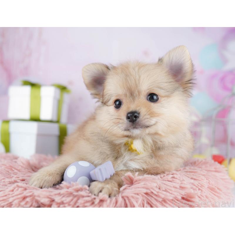 販売中の千葉県のポメチワ:ポメラニアン×チワワ-443288の8枚目