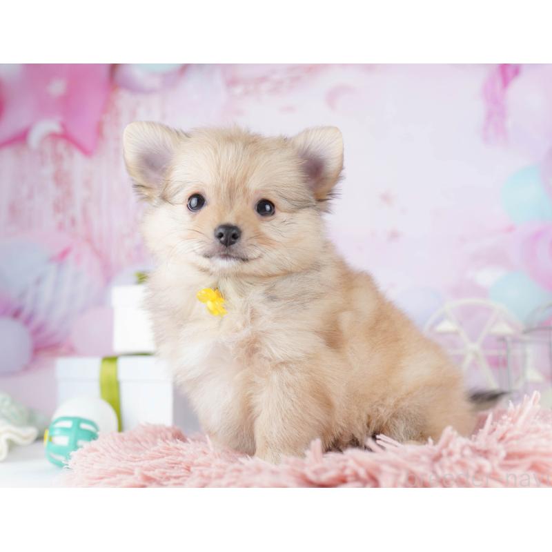 販売中の千葉県のポメチワ:ポメラニアン×チワワ-443288の7枚目