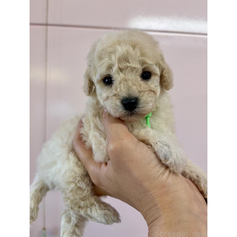 販売中の滋賀県のミックス犬-443168の6枚目