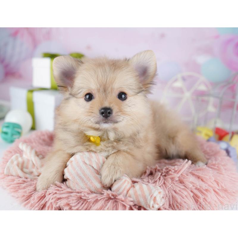 販売中の千葉県のポメチワ:ポメラニアン×チワワ-443288の6枚目
