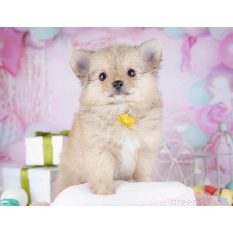 販売中の千葉県のポメチワ:ポメラニアン×チワワ-443288の5枚目