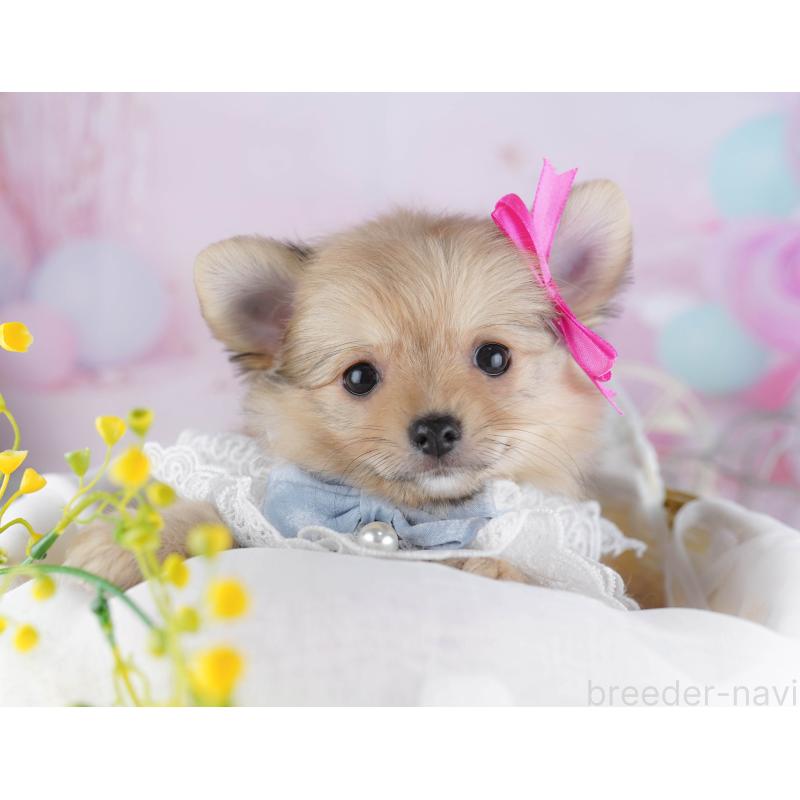 販売中の千葉県のポメチワ:ポメラニアン×チワワ-443288の4枚目