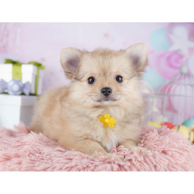 販売中の千葉県のポメチワ:ポメラニアン×チワワ-443288の3枚目