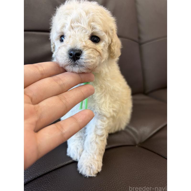 販売中の滋賀県のミックス犬-443168の5枚目