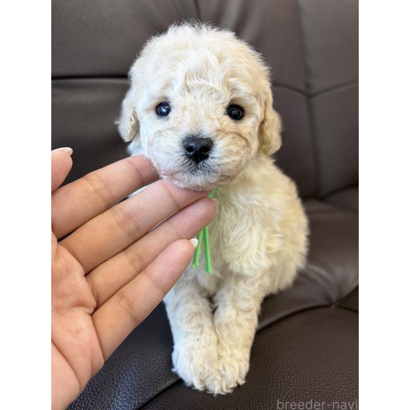 販売中の滋賀県のミックス犬-443168の3枚目