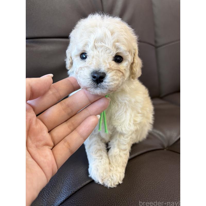 販売中の滋賀県のミックス犬-443168の2枚目