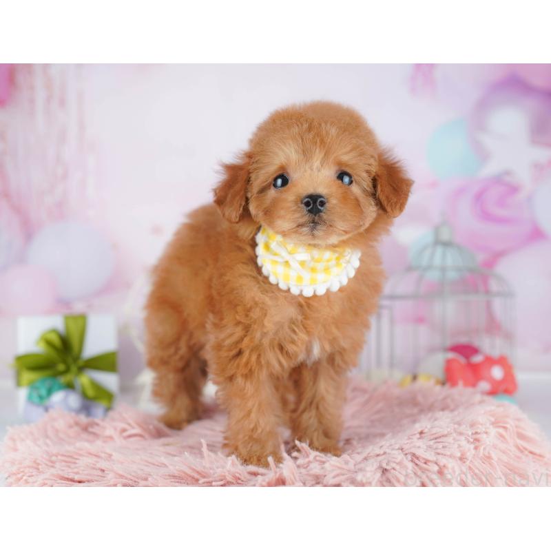 販売中の千葉県のトイプードル-443291の10枚目