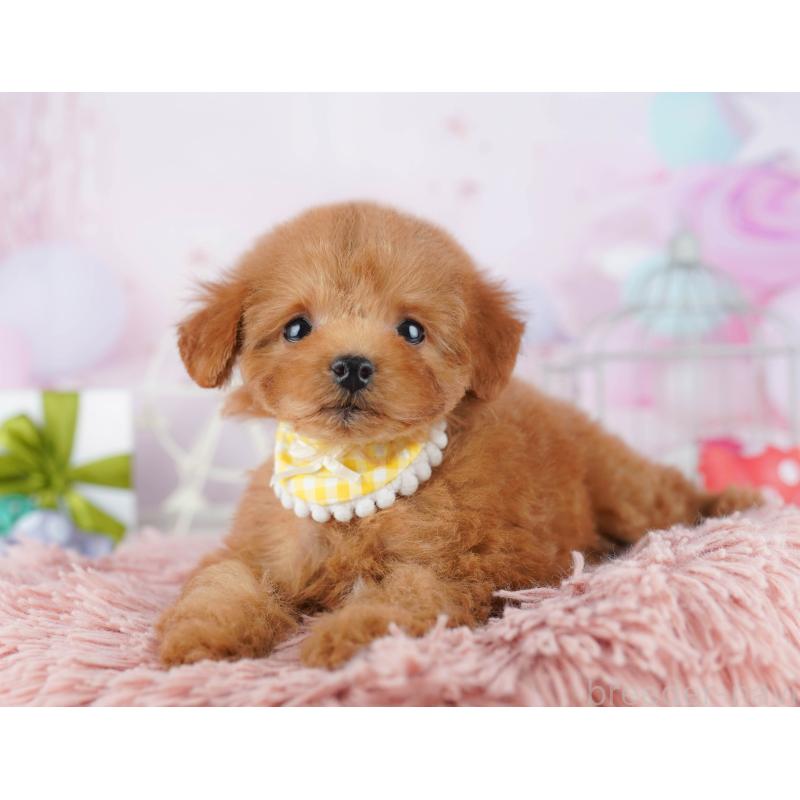 販売中の千葉県のトイプードル-443291の9枚目