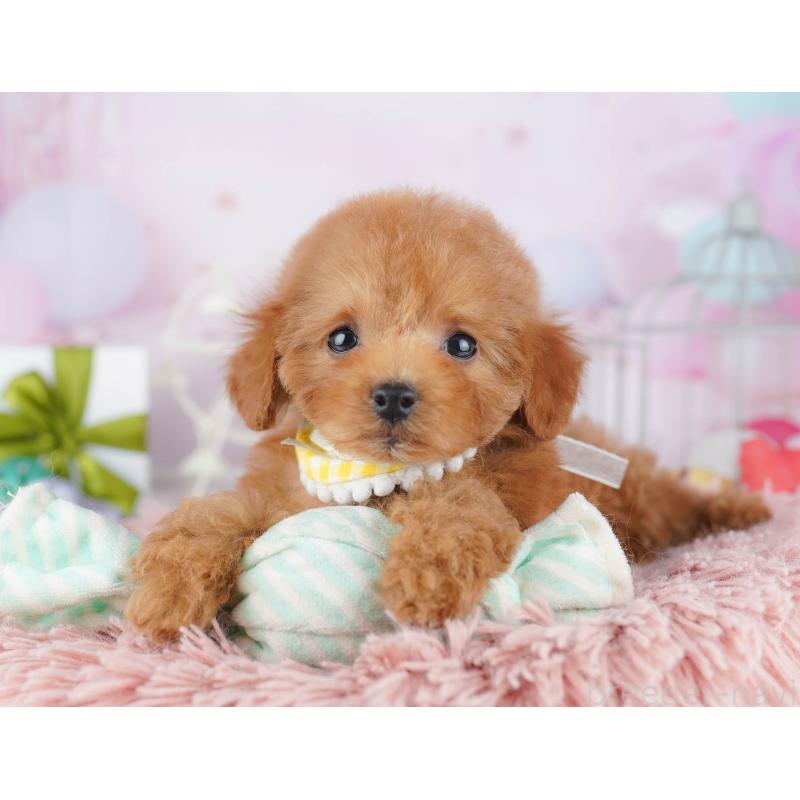 販売中の千葉県のトイプードル-443291の8枚目