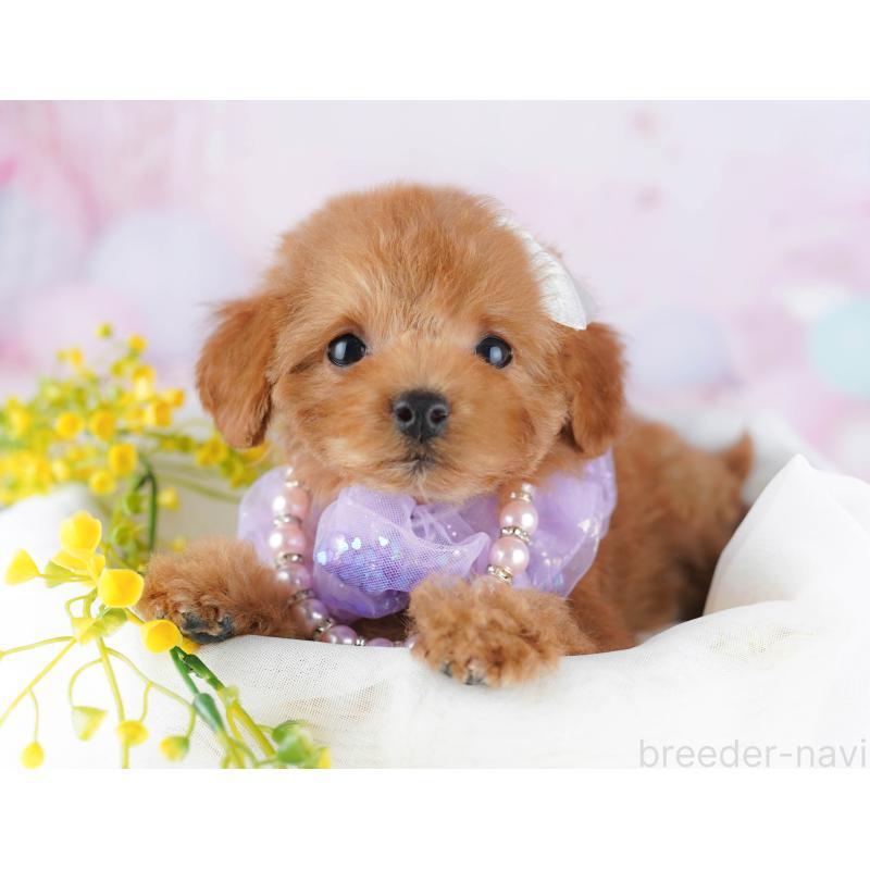 販売中の千葉県のトイプードル-443291の7枚目