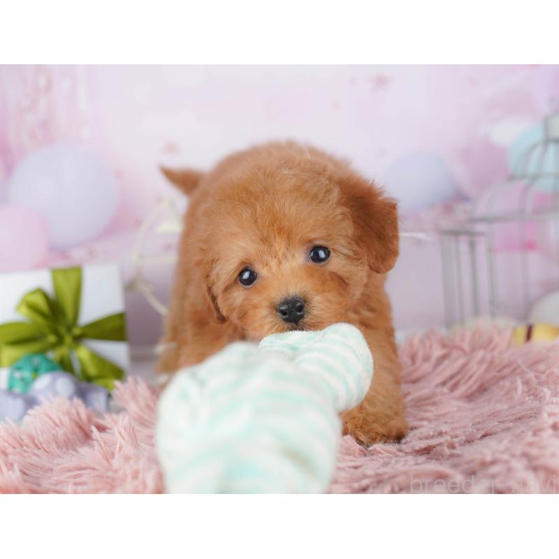 販売中の千葉県のトイプードル-443291の6枚目