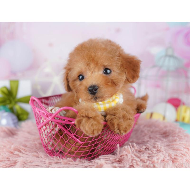 販売中の千葉県のトイプードル-443291の5枚目