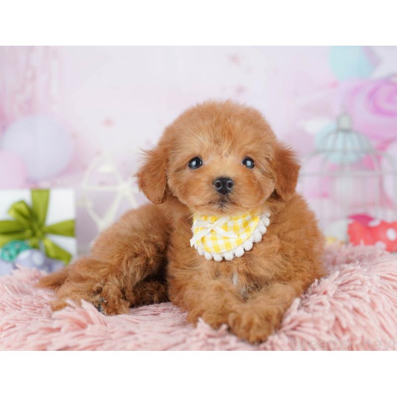 販売中の千葉県のトイプードル-443291の4枚目