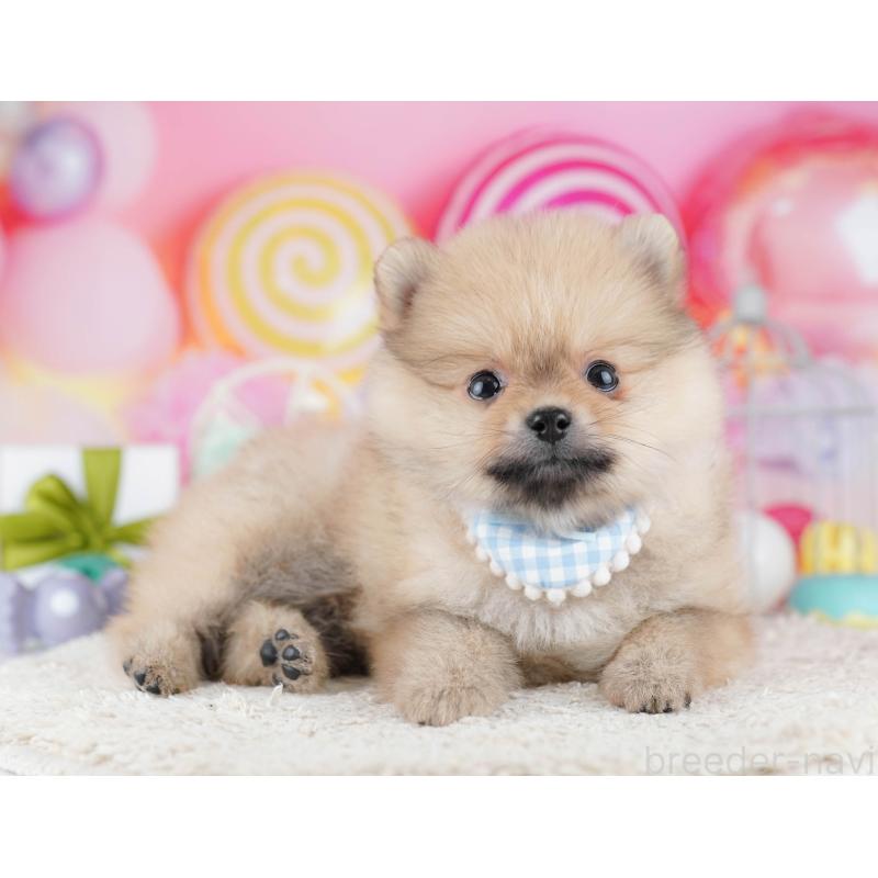 販売中の千葉県のポメラニアン-443295の10枚目