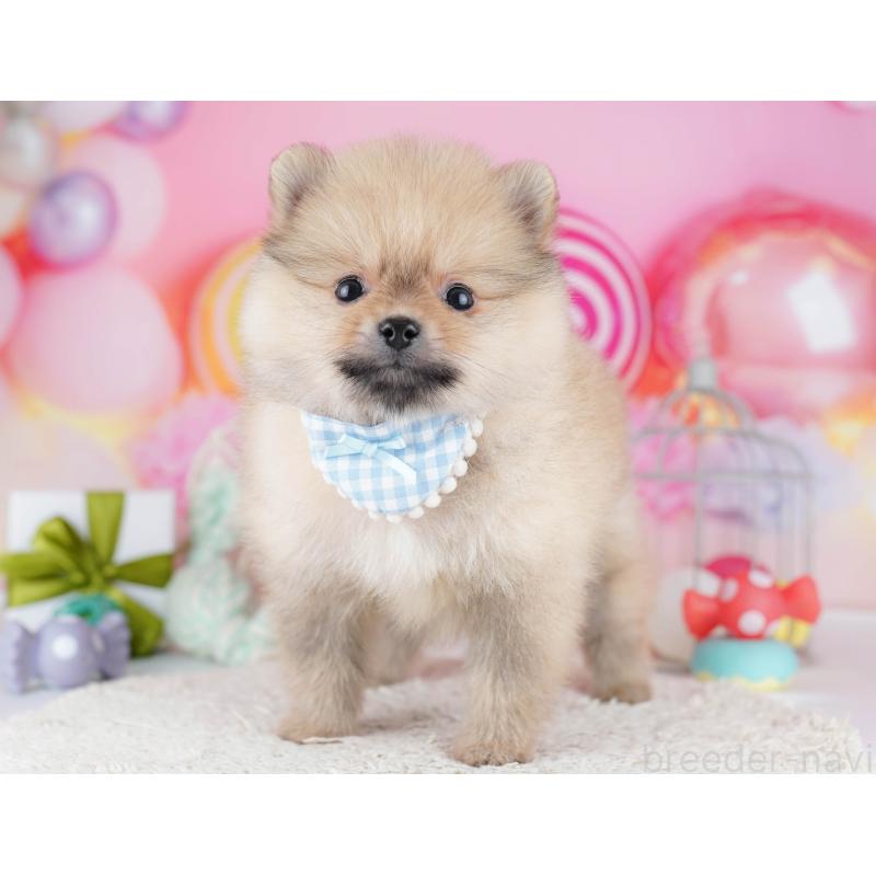 販売中の千葉県のポメラニアン-443295の9枚目