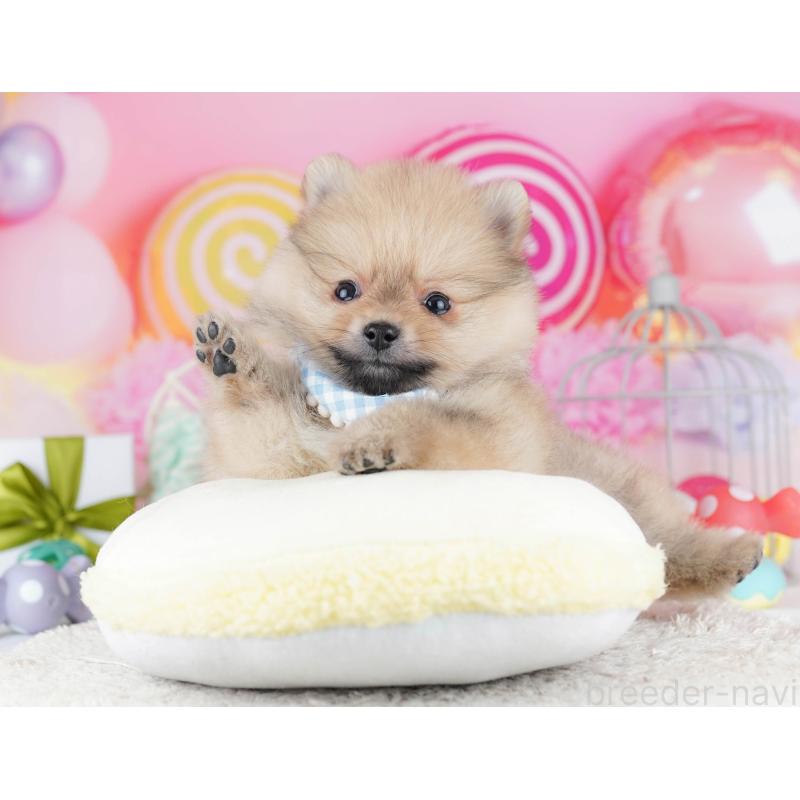 販売中の千葉県のポメラニアン-443295の8枚目