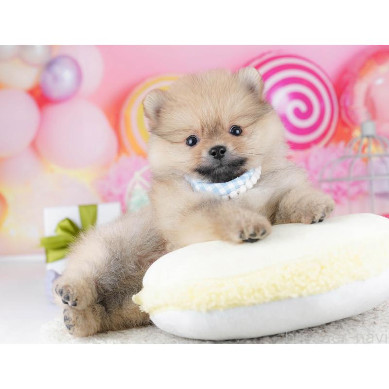 販売中の千葉県のポメラニアン-443295の7枚目