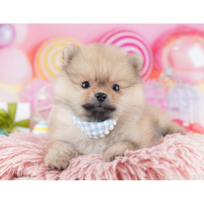 販売中の千葉県のポメラニアン-443295の6枚目