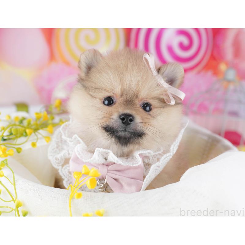 販売中の千葉県のポメラニアン-443295の5枚目