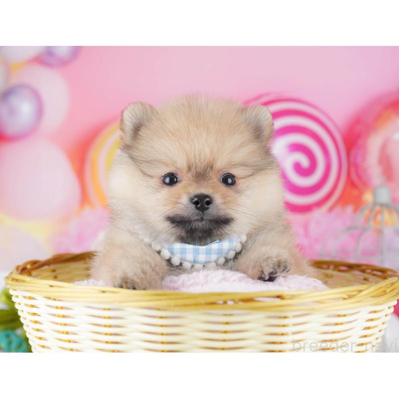 販売中の千葉県のポメラニアン-443295の4枚目