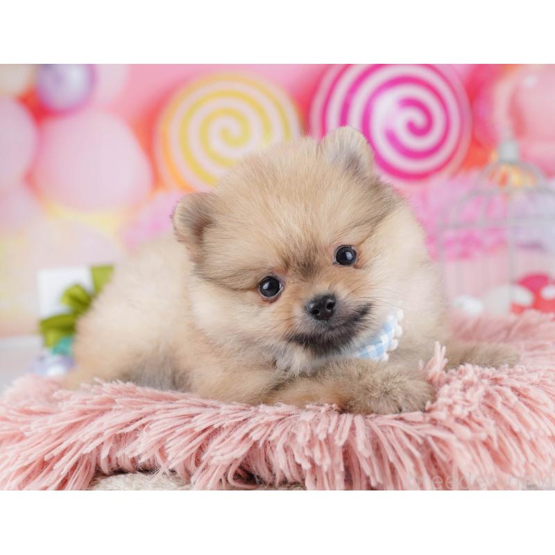 販売中の千葉県のポメラニアン-443295の3枚目