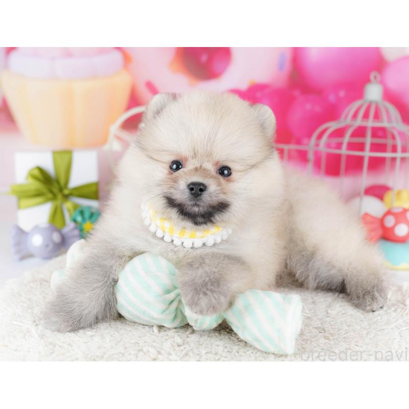 販売中の千葉県のポメラニアン-443355の9枚目