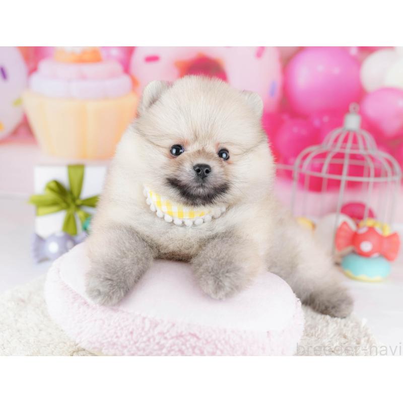 販売中の千葉県のポメラニアン-443355の7枚目