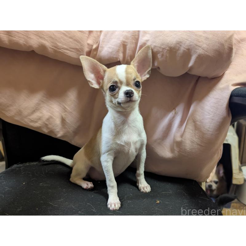 販売中の静岡県のチワワ(スムースコート)-443169の5枚目