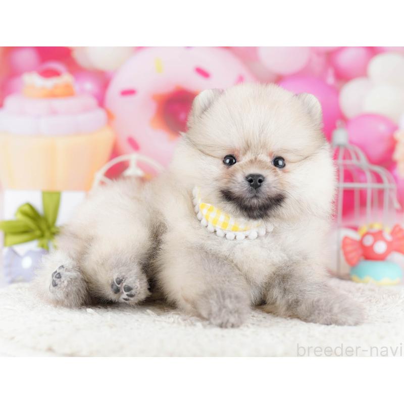 販売中の千葉県のポメラニアン-443355の6枚目