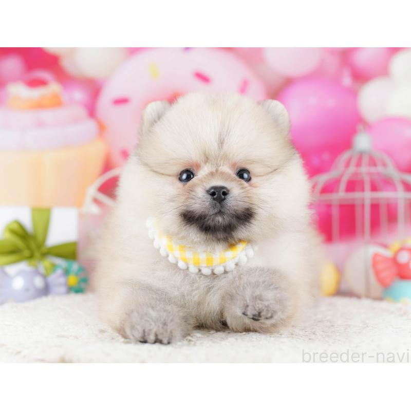 販売中の千葉県のポメラニアン-443355の5枚目
