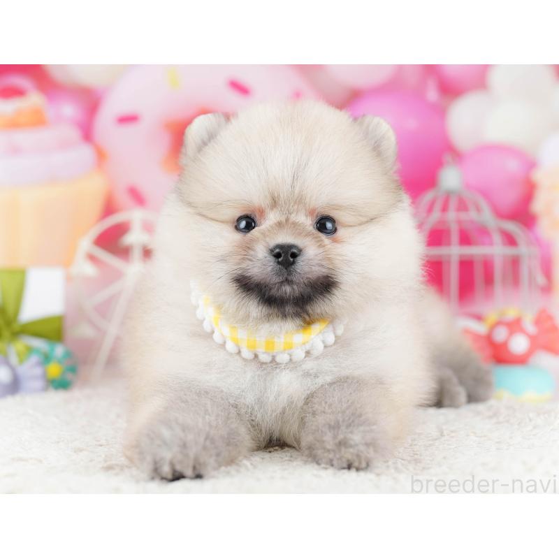 販売中の千葉県のポメラニアン-443355の4枚目