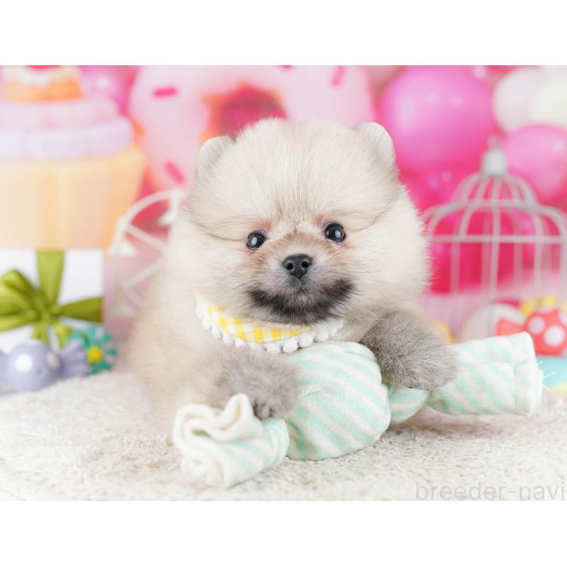 販売中の千葉県のポメラニアン-443355の3枚目