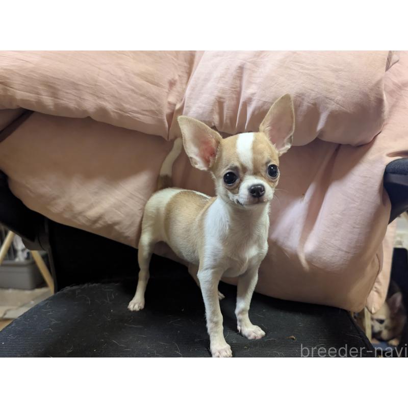 販売中の静岡県のチワワ(スムースコート)-443169の3枚目