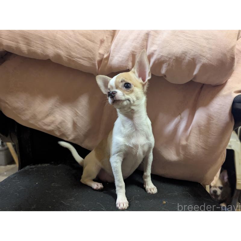 販売中の静岡県のチワワ(スムースコート)-443169の2枚目