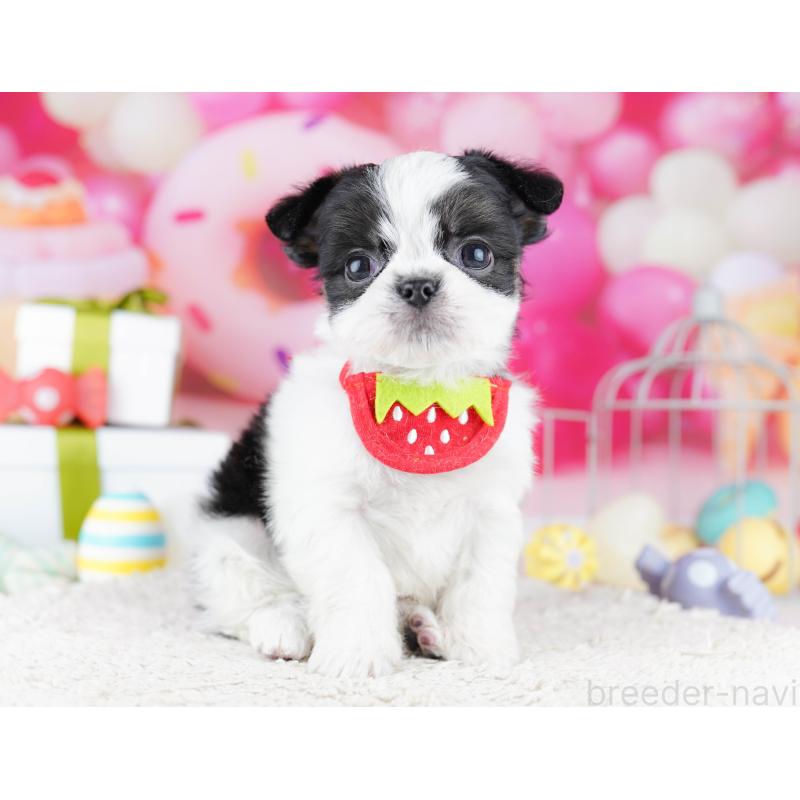 販売中の千葉県のチワズー:チワワ×シーズー-443357の9枚目