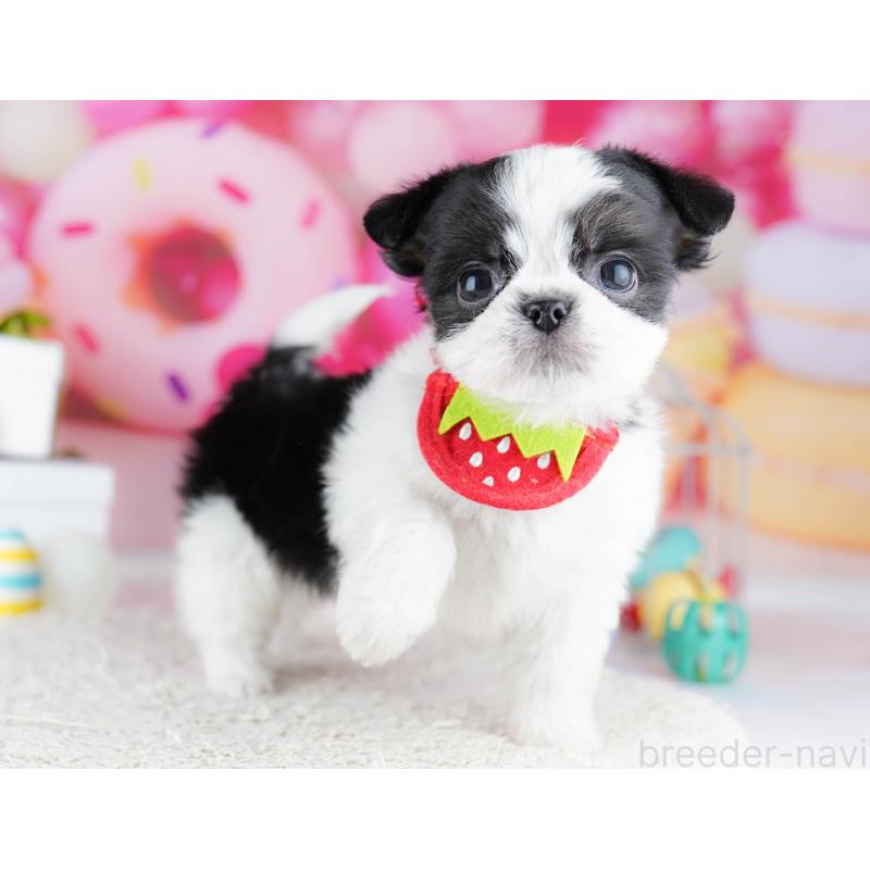 販売中の千葉県のチワズー:チワワ×シーズー-443357の8枚目