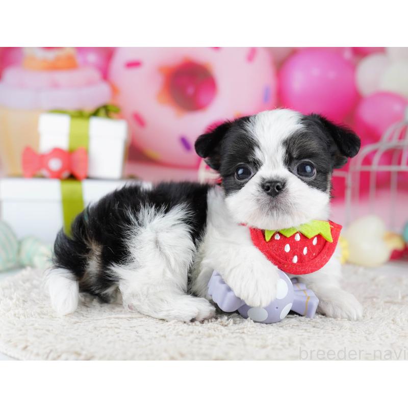 販売中の千葉県のチワズー:チワワ×シーズー-443357の7枚目