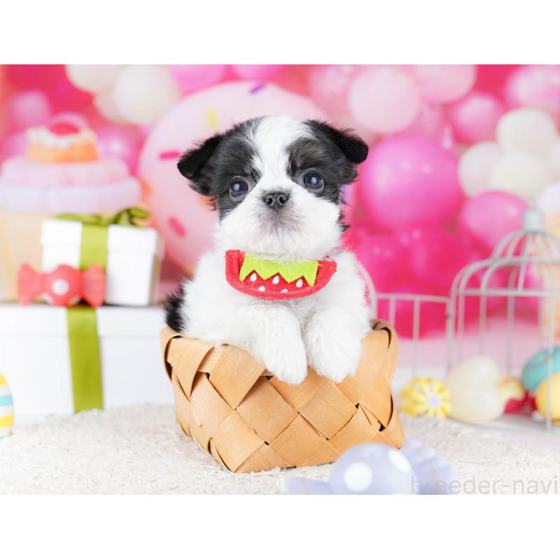 販売中の千葉県のチワズー:チワワ×シーズー-443357の6枚目