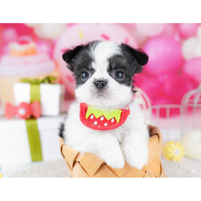 販売中の千葉県のチワズー:チワワ×シーズー-443357の5枚目