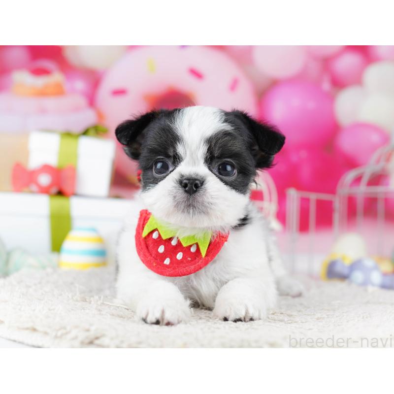 販売中の千葉県のチワズー:チワワ×シーズー-443357の4枚目