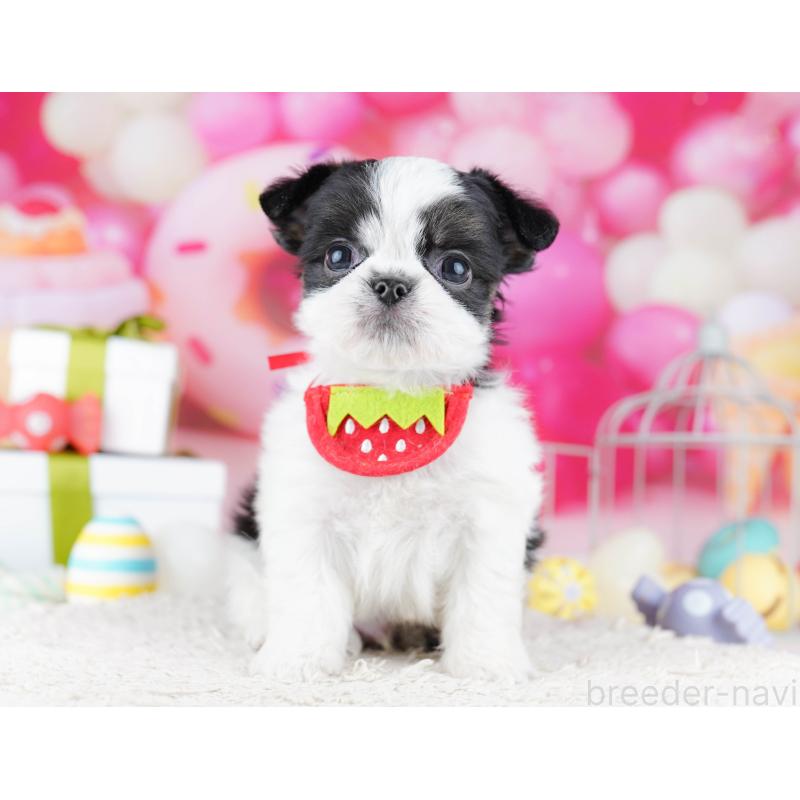 販売中の千葉県のチワズー:チワワ×シーズー-443357の3枚目