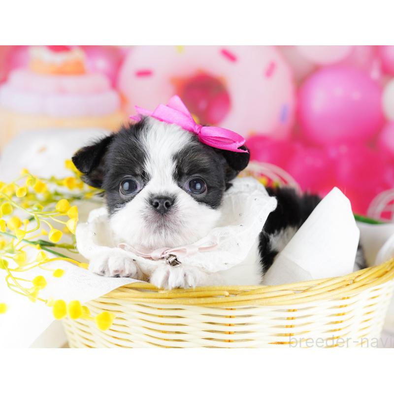 販売中の千葉県のチワズー:チワワ×シーズー-443357の2枚目